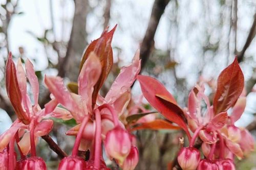 Hoa đỗ quyên khoe sắc trên núi Bạch Mã