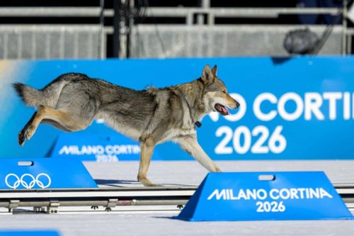 Sự cố hi hữu khi chó 'rượt đuổi' VĐV ở Olympic 2026