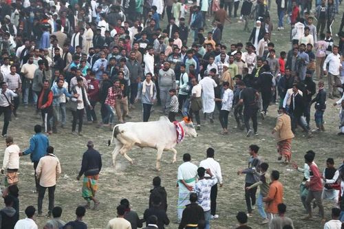 Khám phá lễ hội đua bò truyền thống vùng nông thôn Bangladesh