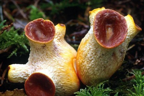 Kỳ thú loài sinh vật không phải động vật cũng chẳng phải thực vật