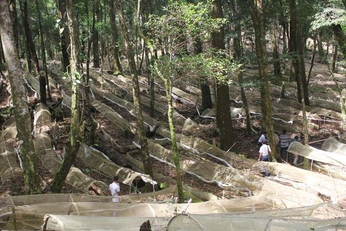 'Quốc bảo' giữa mây ngàn