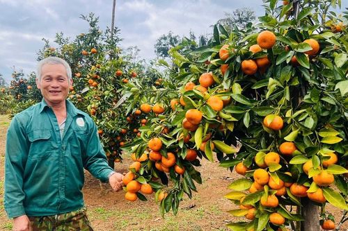 Gia Lai: Quýt hồng Sơn Lang 'chín vàng' đón Tết - mùa tiêu thụ lớn nhất trong năm