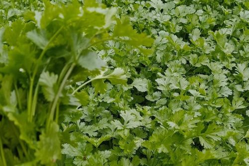 Rau mùi giúp 'nhẹ bụng' sau mỗi bữa tiệc Tết