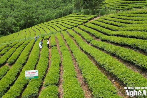 Nông nghiệp hữu cơ trong chiến lược phát triển nông nghiệp xanh