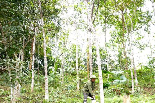 Lão nông 'thuần hóa' đất đồi Mường Quàng