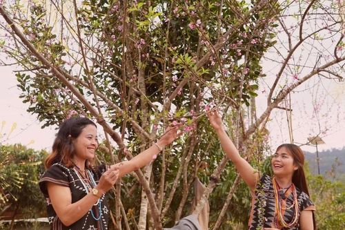 Hồi sinh giữa đại ngàn: Mùa xuân 'chữa lành' xã Hùng Sơn