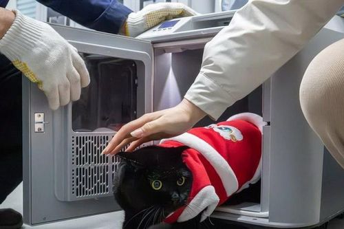 Xu hướng du lịch Tết Nguyên đán tại Trung Quốc với dịch vụ thú cưng và du thuyền