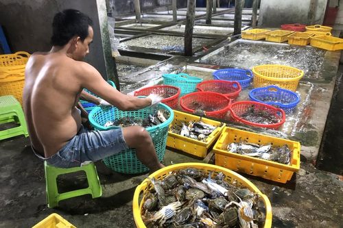 Ngày Xuân đi chợ hải sản Hàm Ninh