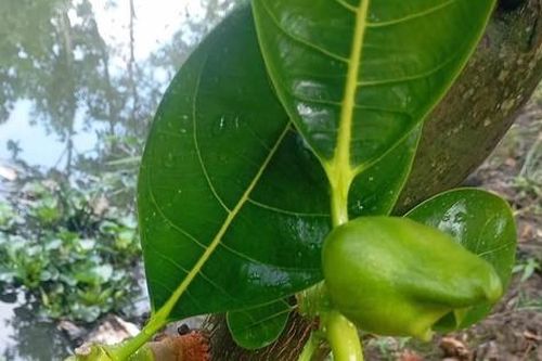 Giải rượu bằng lá mít: Kinh nghiệm dân gian hay chỉ là lời đồn?