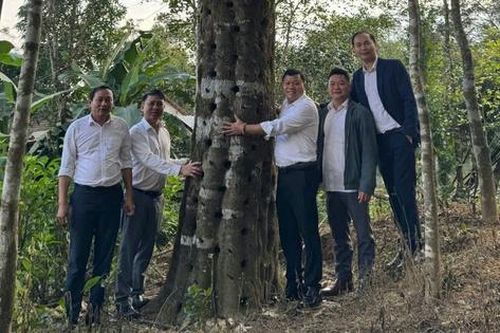 Từ gỗ rừng vô danh thành 'vàng xanh' trăm tỷ