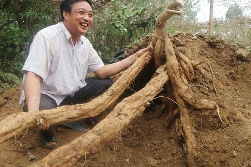 2 loại củ giải rượu cực tốt, nhất cái số 1 ở Việt Nam có đầy