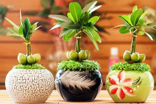 Những vật phẩm liên tục cháy hàng vì được mua để lấy may đầu năm mới