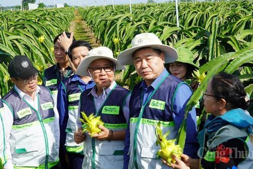 Lâm Đồng: Hợp tác xã thanh long chọn lối đi khó để bứt phá