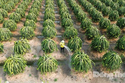 Đồng Tháp: Giá thanh long tăng mạnh dịp đầu năm