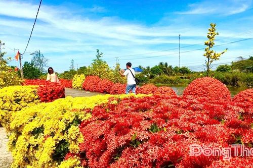 Đồng Tháp: Rực rỡ đoạn đường hoa mai và bông trang ngày tết
