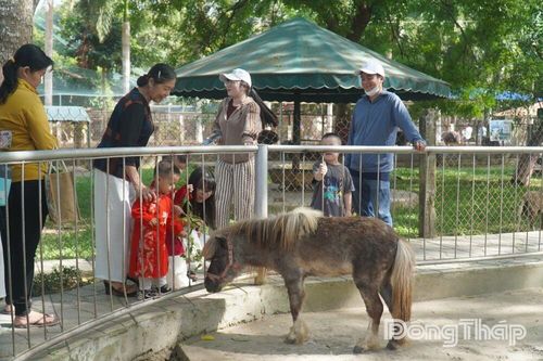 Hàng ngàn du khách đến Trại rắn Đồng Tâm ngắm ngựa lùn dịp tết