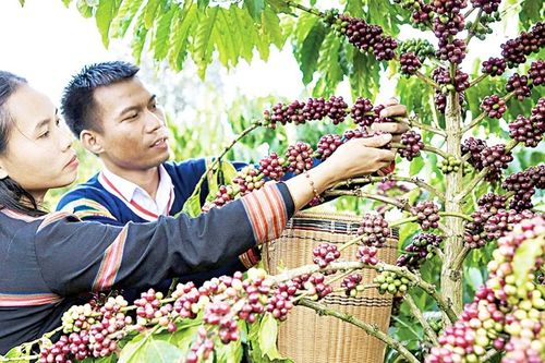Trồng trọt trở thành trụ cột của nông nghiệp hàng hóa