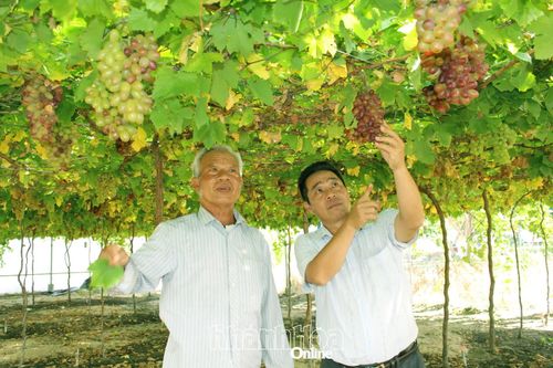 Trái ngọt trên vùng đất khó