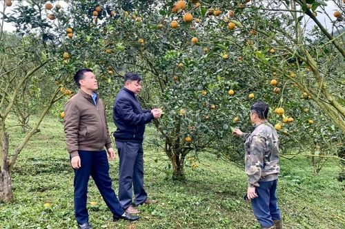 Chấn Thịnh kiến tạo vùng nông nghiệp hàng hóa