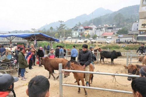 Bắc Hà: Khám phá nhịp sống và vó ngựa kiêu hãnh trên cao nguyên trắng