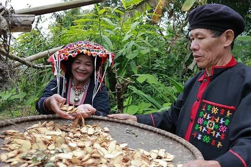 Lá thuốc người Dao Đỏ - 'Bí mật' của rừng xanh