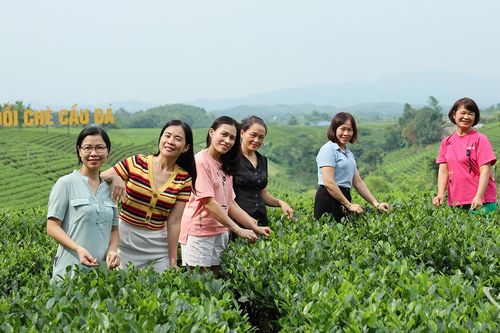 Đánh thức miền xanh xứ trà