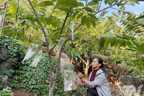 Xanh hóa nền kinh tế địa phương