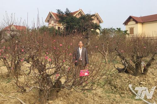 Tết phố - Tết quê