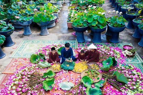Khát vọng vươn mình từ đầm sen quê Bác