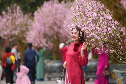 Rực rỡ sắc đào giữa lòng Thủ đô