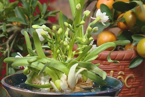 Hoa thủy tiên - Thú chơi tao nhã ngày xuân