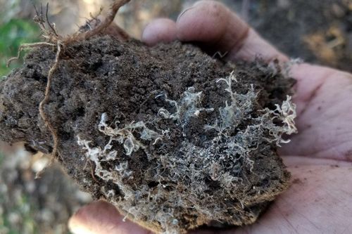 Loài nấm giúp Trái đất hấp thụ hàng tỷ tấn CO2 mỗi năm