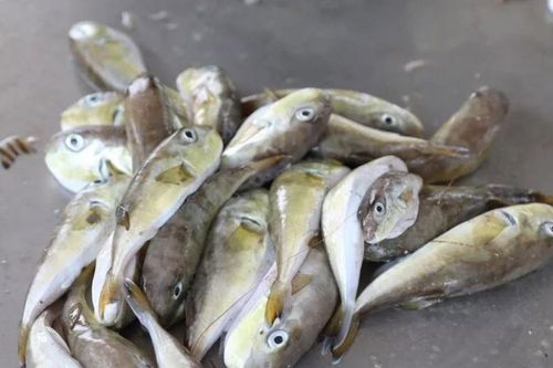 Hai ca nghi ngộ độc sau ăn cá nóc, Bộ Y tế yêu cầu điều tra