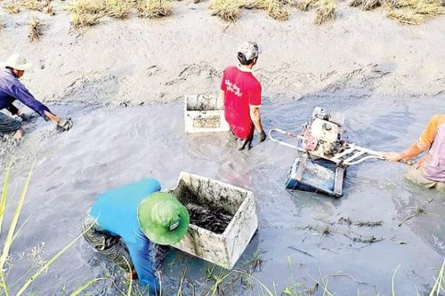 Sức sống mới trên những cánh đồng 'lúa thơm-tôm sạch'