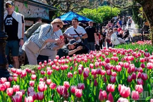 Hàng nghìn du khách đổ về ngắm hoa tulip trên đỉnh Bà Nà Đà Nẵng