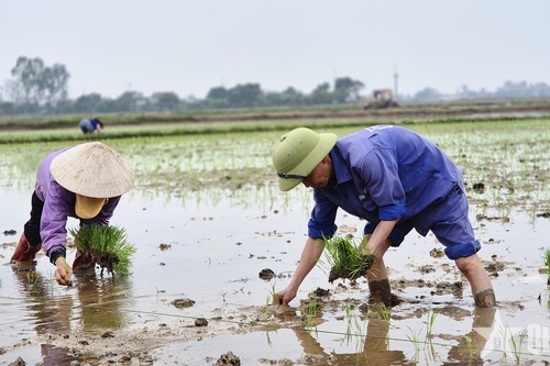 Nông dân hối hả ra đồng cấy lúa vụ chiêm