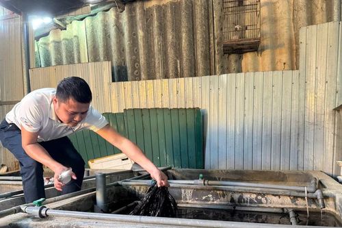 Nuôi lươn không bùn, thanh niên Hà Tĩnh thu về hơn 6 tỷ đồng mỗi năm