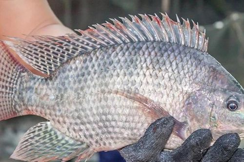 Cá rô phi Việt Nam 'làm mưa làm gió' ở nhiều nước