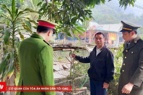 Chấn chỉnh tình trạng bày bán chim hoang dã phóng sinh