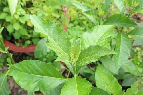 Loại lá nhiều người ăn để tránh say rượu