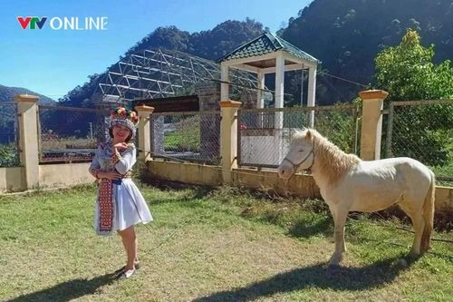 Nỗ lực bảo tồn giống ngựa quý tại cổng trời Mường Lống