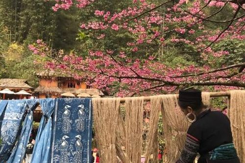 Cát Cát: Điểm hẹn mùa xuân Tây Bắc