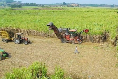 Cây mía đổi đời người dân Tây Gia Lai