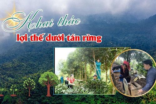 Khai thác lợi thế dưới tán rừng