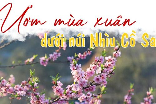 Ươm mùa xuân dưới núi Nhìu Cồ San