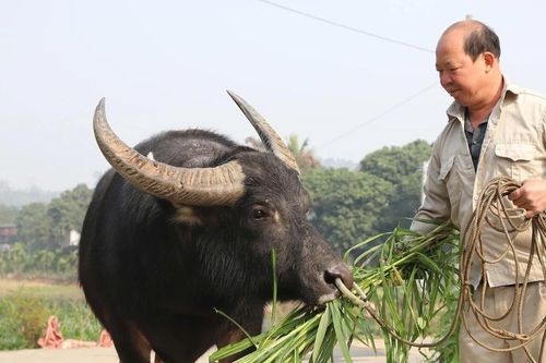 Nghề nuôi trâu chọi ở Hải Lựu
