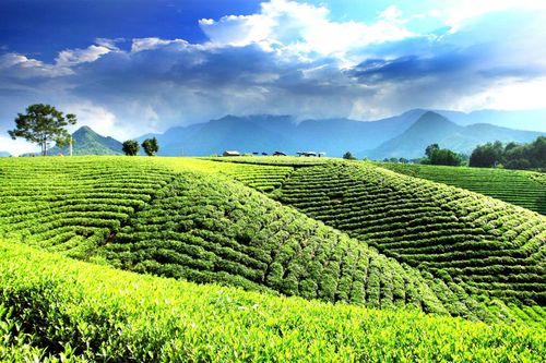 Xuân về trên những lá chè xanh