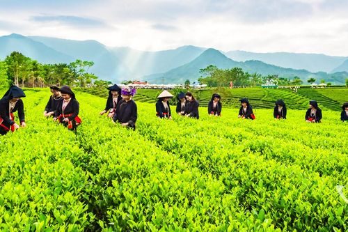 Mở lối di sản cho trà Thái