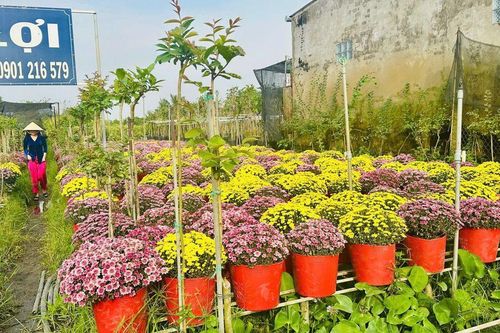 Sắc Xuân làng hoa Sa Đéc