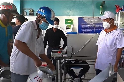 Vị ngọt sau cuộc 'đại phẫu' tư duy của chuỗi giá trị sữa bò bạc tỷ miền Tây